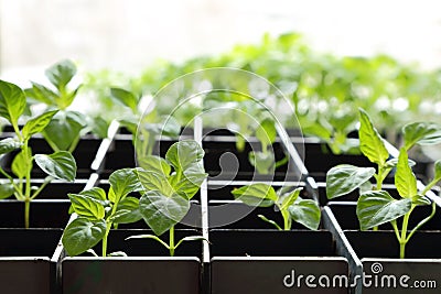 Pepper saplings growing in peat soil in a box against the window Stock Photo