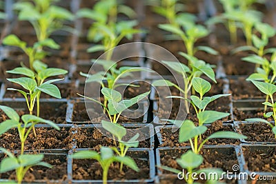 Pepper Seedlings, young foliage of pepper, Spring seedlings. Sprouts pepper Stock Photo