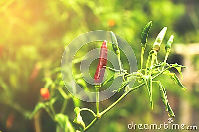 The pepper tree Stock Photo