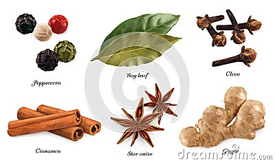 Peppercorn, bay leaf, dried cloves, cassia cinnamon, star anise and ginger root. 3d vector objects Vector Illustration