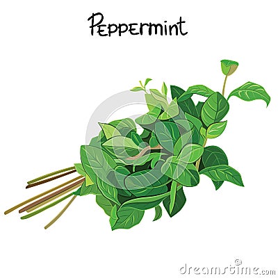 Peppermint Vector Illustration
