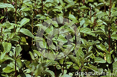 Peppermint, mentha piperita Stock Photo