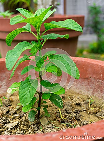 Peppermint Mentha piperita, also known as Mentha balsamea Wildis a hybrid mint, a cross between watermint and spearmint. It is Stock Photo