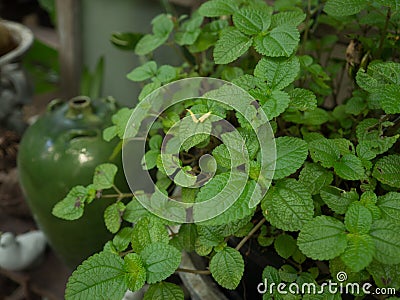 Peppermint - Mentha piperita in the garden Stock Photo