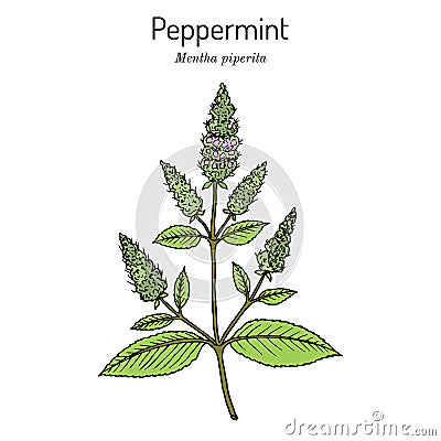Peppermint Mentha piperita with leaves and flowers Cartoon Illustration