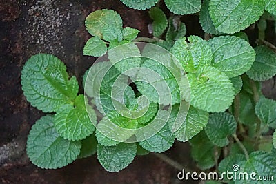 Peppermint, Mentha piperita or M. arvensis Stock Photo