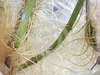 peppermint (Mentha piperita) plant roots Stock Photo