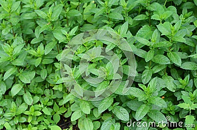 Peppermint (Mentha piperita) plants textured background top view. Fresh green leaves of peppermint. Stock Photo