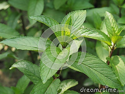 peppermint plant (Mentha piperita Stock Photo