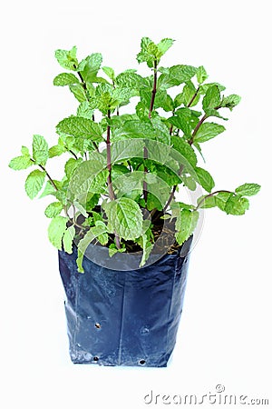 Peppermint plant Stock Photo