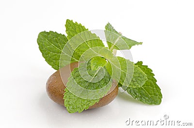 Peppermint, sage, Kitchen Mint, Marsh Mint (Mentha cordifolia Opiz.) Stock Photo