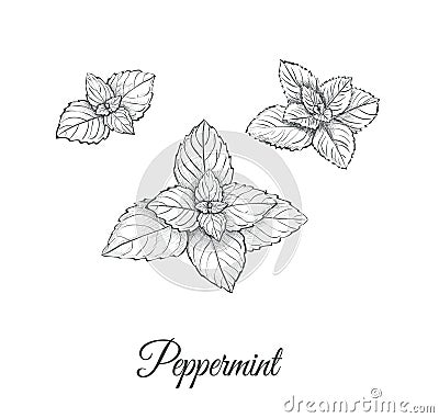 Peppermint Set. Collection of peppermint Vector Illustration