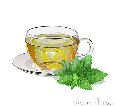 Peppermint tea in a glass cup with green leaf of peppermint. Vector illustration. Vector Illustration