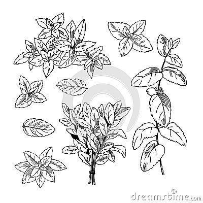 Peppermint. Vector illustration Vector Illustration