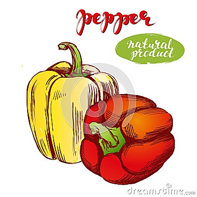 Peppers bell vegetable set hand drawn vector illustration realistic sketch Vector Illustration