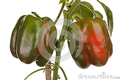 Peppers plant over white Stock Photo