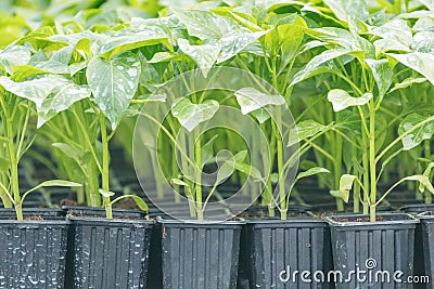 Peppers seedlings greenhouse. Growing pepper seedlings. Greenhouse Pepper sprouts Stock Photo