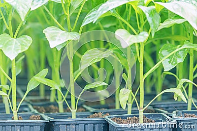 Peppers seedlings greenhouse. Growing pepper seedlings. Greenhouse Pepper sprouts Stock Photo