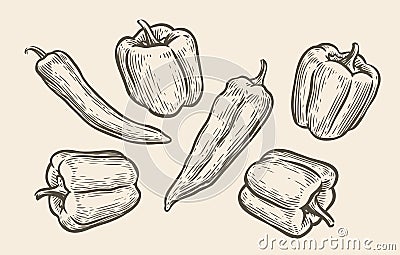 Peppers set sketch. Food vintage vector illustration Vector Illustration