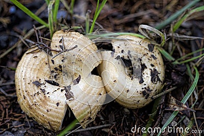 Peppery Milky Caps Wild Mushrooms - Lactarius piperatus Stock Photo