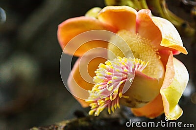 Peradeniya Botanical Gardens Stock Photo