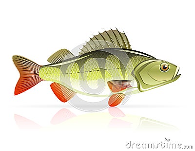 Perch Vector Illustration