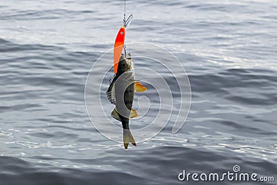 Perch caught in a bait. River perch on the hook. Fisherman holding bait with perch fish. Concepts of successful fishing. Stock Photo