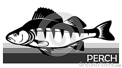 Perch common fish. Predatory river fish. European fish. Edible. Fishing for perch. River, lake. Striped. Barbed. Introduced to Afr Vector Illustration