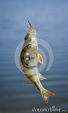 Perch fish catch on the hook. Bass river fish and natural background. Fishing activity. Stock Photo