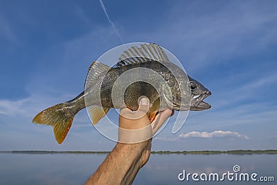 Perch fish in fisherman hand. Successful fishing on lake Stock Photo