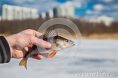 Perch fish in hand fisherman Stock Photo