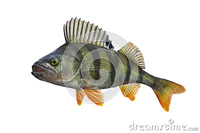 Perch fish trophy isolated on white background. Perca fluviatilis Stock Photo