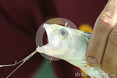 Perch fishing Stock Photo