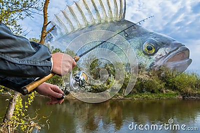 Perch fishing. Photo collage of angler hands with spinning rod on soft focus perch fish on river background Stock Photo