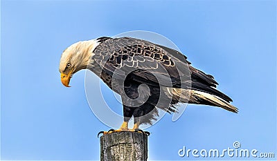 Perched American Bald Eagle Stock Photo