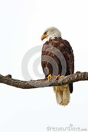 Perched Bald Eagle Stock Photo