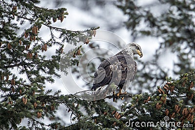 Perched bald eagle looks for food Stock Photo