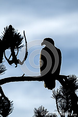 Perched bald eagle in silhouette Stock Photo