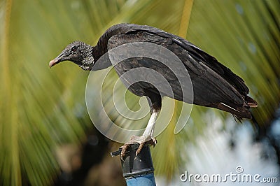 Perched black vulture - Coragyps atratus Stock Photo