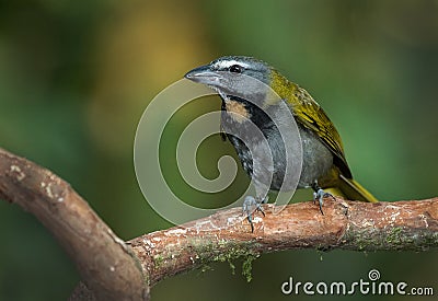A perched buff throated saltator Stock Photo