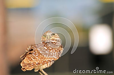 Perched burrowing owl in the wind and looking up Stock Photo