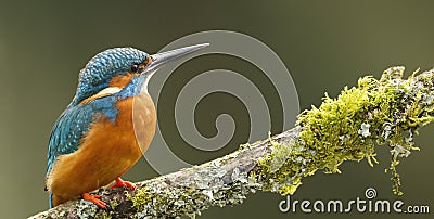 perched common kingfisher alcedo atthis Stock Photo