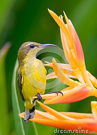 Perched on a Flower Stock Photo