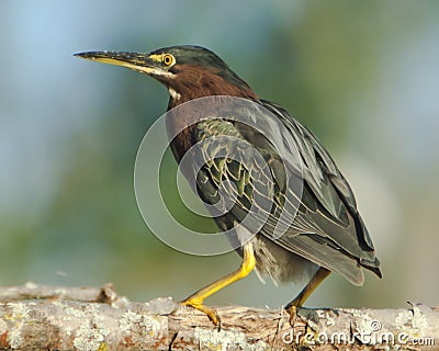 Perched Green Heron Stock Photo