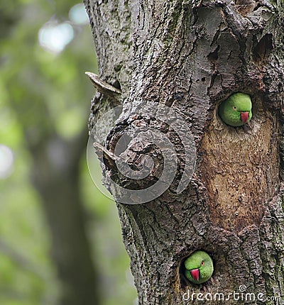 Avian Neighbors : Ring-necked Parakeets Chatting in the Oak Tree Stock Photo