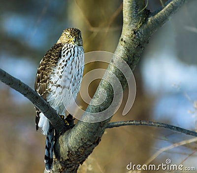 Perched Immature Coopers Hawk looking forward Stock Photo
