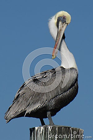 Perched Pelican Stock Photo