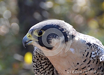 Perched Peregrine Falcon Stock Photo