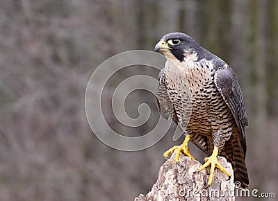 Perched Peregrine Falcon Stock Photo