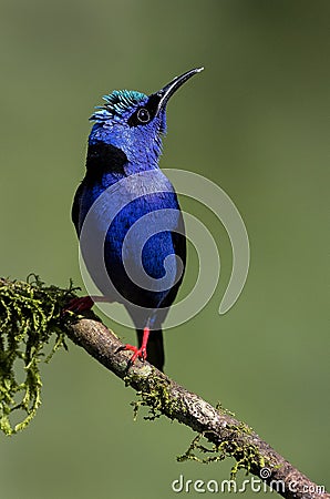 A perched red legged honeycreeper Stock Photo